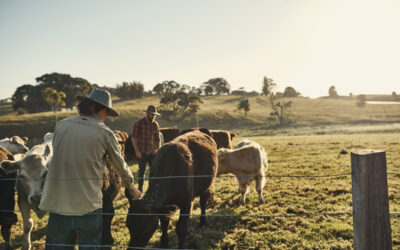 International Workers Wanted: Dairy Jobs in South Australia